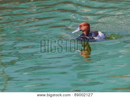 Pochard, Aythya Ferina, Single Male On Water, Warwickshire