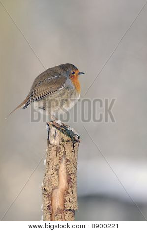 European Robin (erithacus Rubecula)