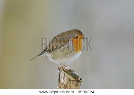 Robin Redbreast (Erithacus Rubecula)