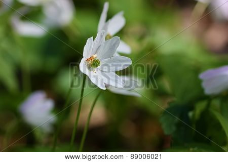 White Flower Close Up In The Forest