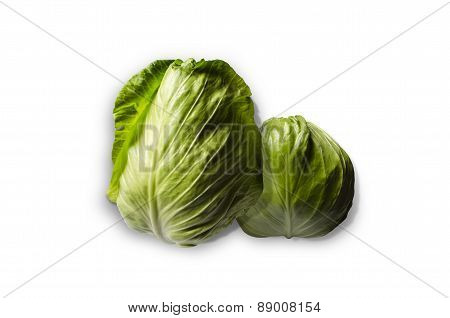 Two facilities early cabbage vernal harvest