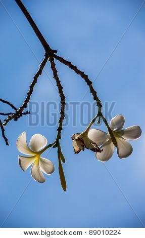 Plumeria or Templetree