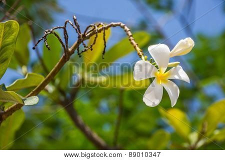 Plumeria or Templetree