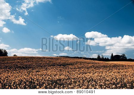 Cole field in Czech Republic, beautiful landscape