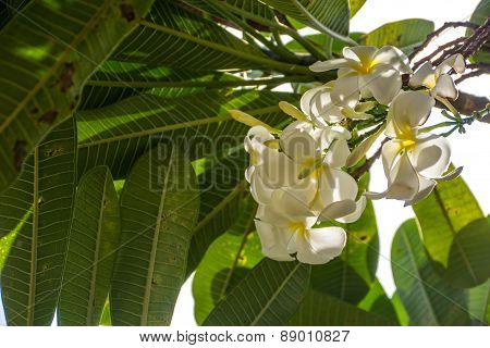 Plumeria or Templetree