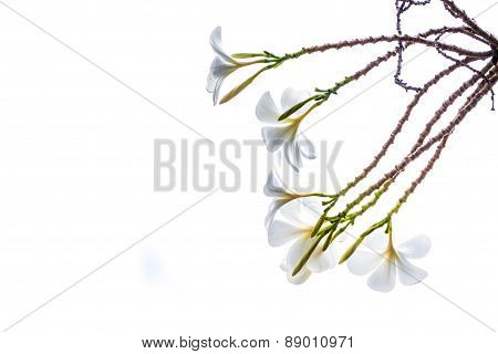 Plumeria or Templetree