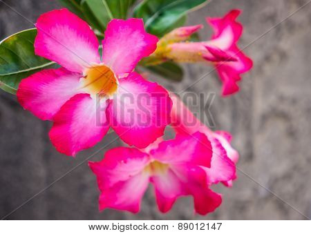 Desert Rose