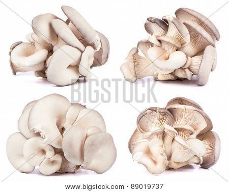 Oyster Mushrooms