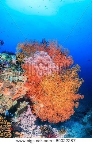 Colorful Sea Fans On A Tropical Reef