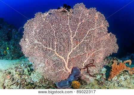 Large Sea Fan