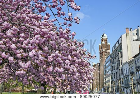 The Japanese Cherry Trees