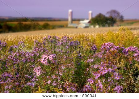 Campo Aster