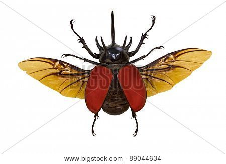 flying rhinoceros beetle isolated on white background