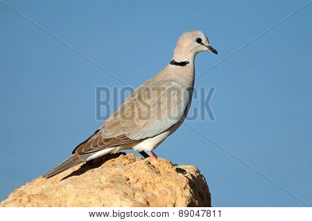 Cape turtle dove (Streptopelia capicola) perched on a rock, Kalahari, South Africa