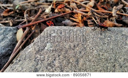 Firebug on the curb