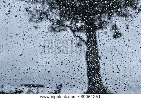 Raindrop And Big Tree
