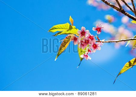 Pink Sakura