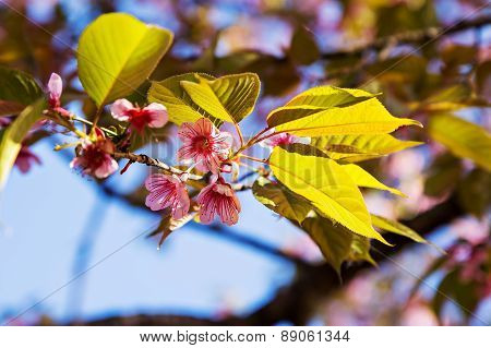 Pink Sakura