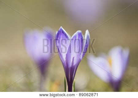 Krokus