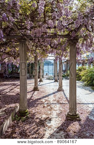 Relaxing front yard with pillars and wisteria flowers