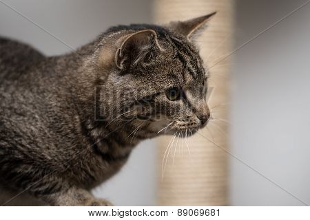 Tabby cat