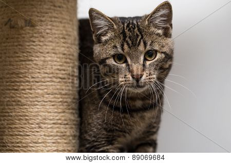 Tabby cat