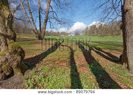 Trees And Shadows And Wood Anemones
