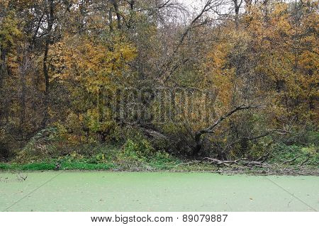 Old Tree In Morass
