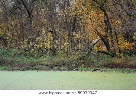 Autumn Morass