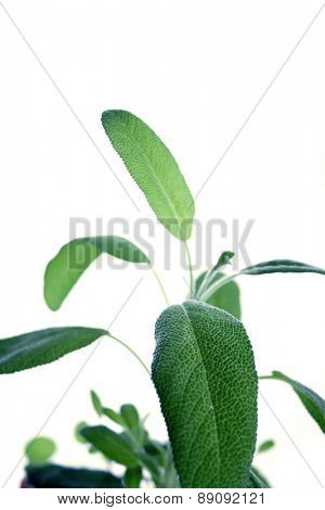 Closep of fresh sage on white background