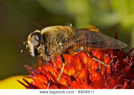 เต้นรำ Hoverfly ในมุมมองแมโครมาก