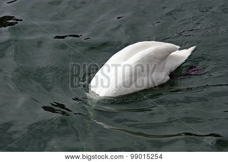 Swan