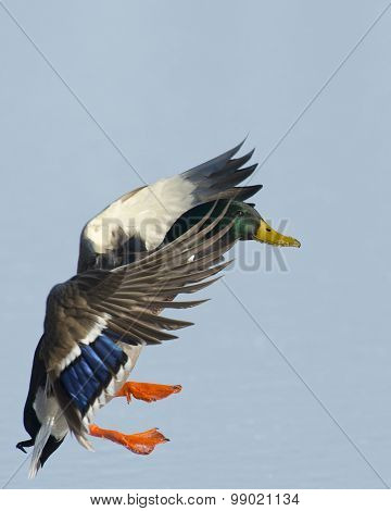 Landing Duck