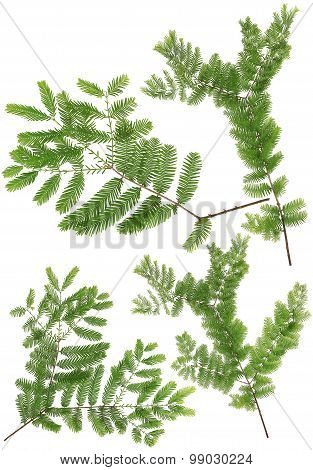 Collected Dawn Redwood Twig Leaves Of Macro Isolated On White Background