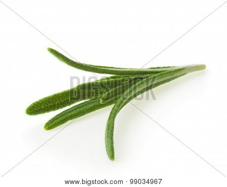 Twig of rosemary on a white background