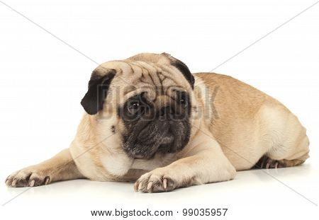 Close-up of Pug