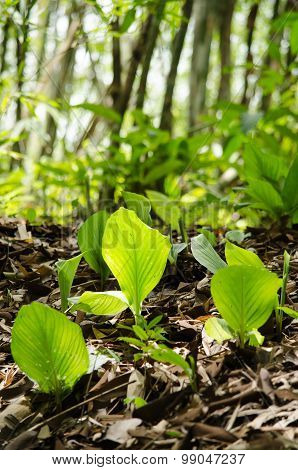Green Leaf Background.