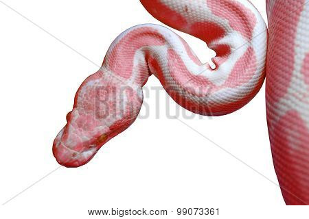 Albino Reticulated Python (python Reticulatus) Isolated On White