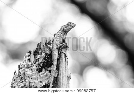 Calotes Emma Alticristatus Is Spcies Name Of Reptile
