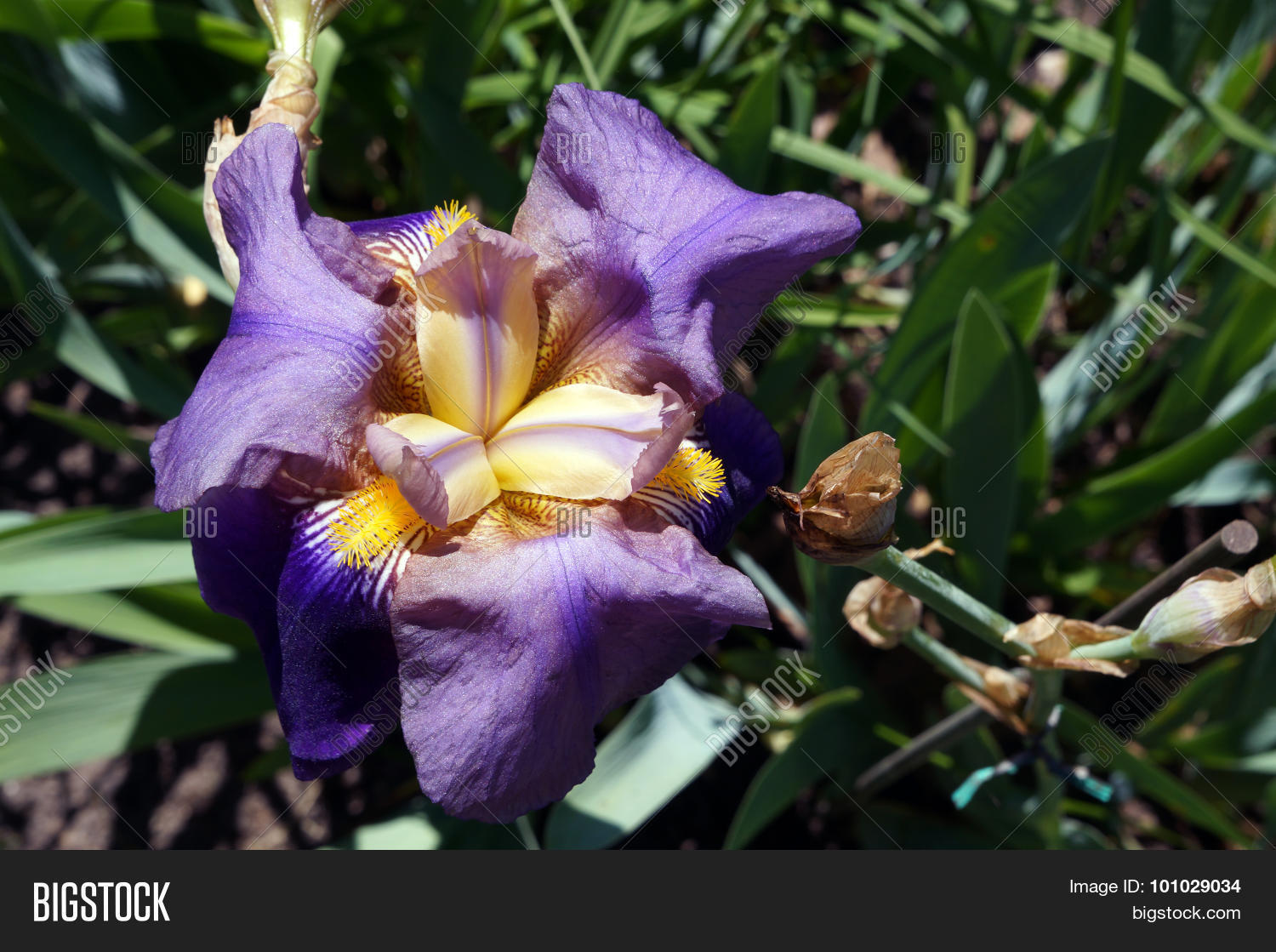 Image Preview