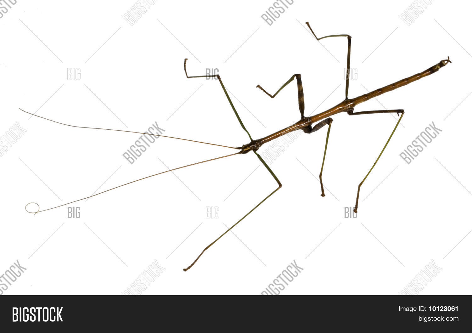 Image Preview