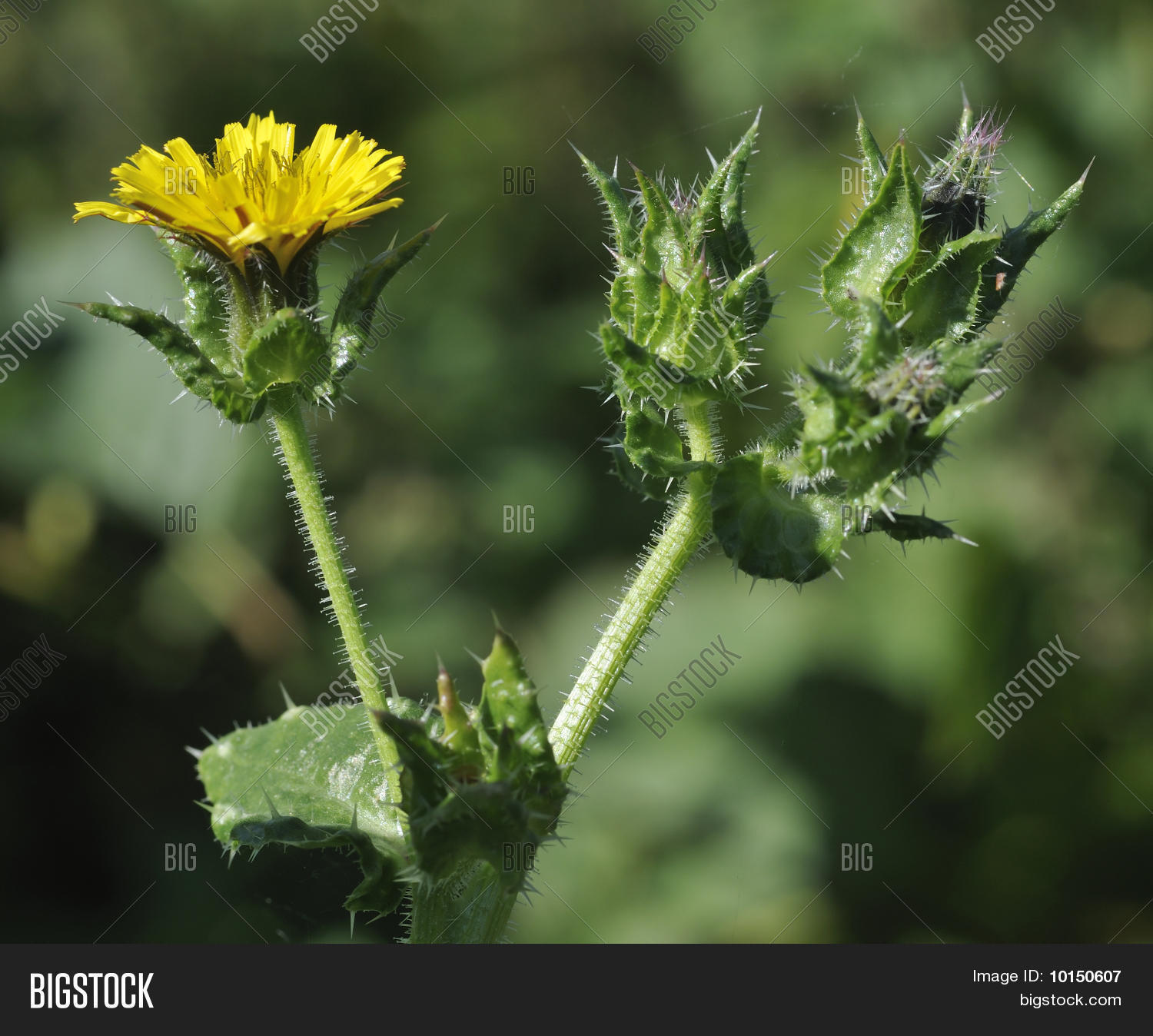 Image Preview