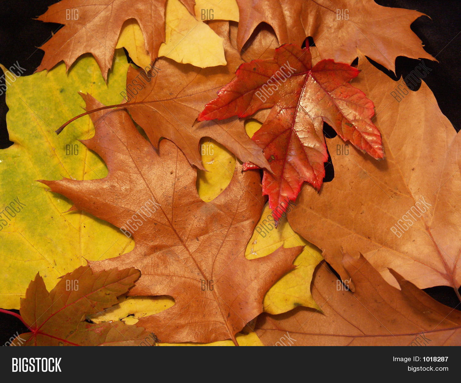 Image Preview