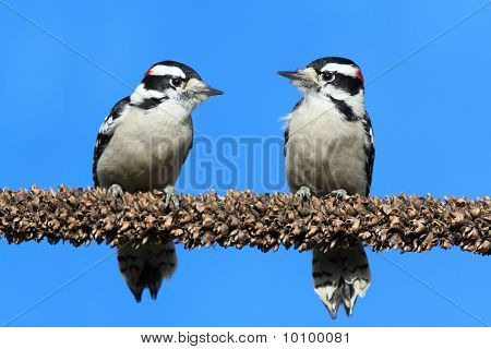 Dunede spætter (picoides Pubescens)