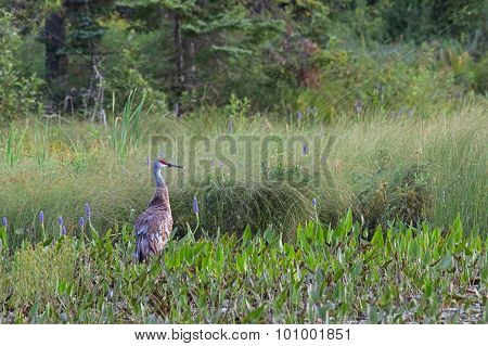 Sandhill Crane With Pickerelweed