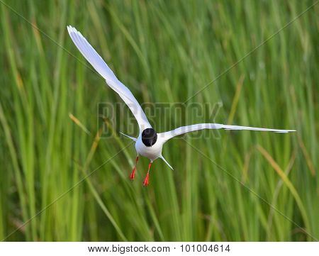 The Little Gull (larus Minutus) In Flight