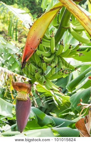A Bunch Of Many Green Bananas Hung To The Tree With Its Flower In A Plantation Of Guadeloupe