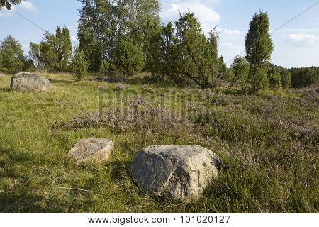 Luneburg Heath - Heathland With Stone Rock