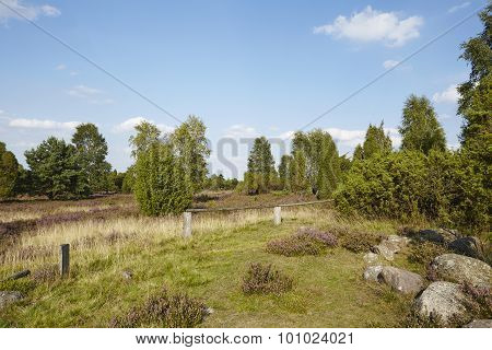 Luneburg Heath - Heathland