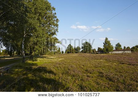 Luneburg Heath - Heathland